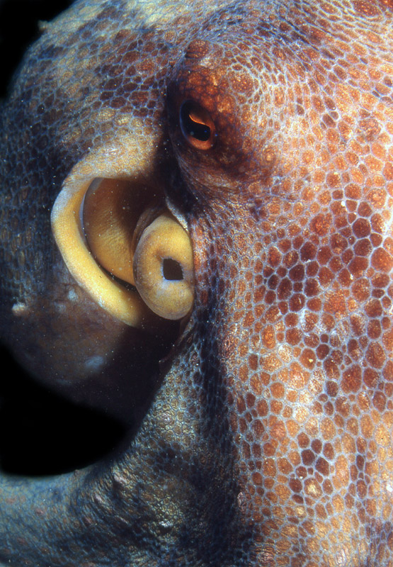 Octopus vulgaris (Cuvier ,1797)